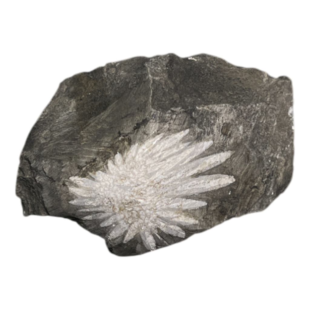 Chrysanthemum
