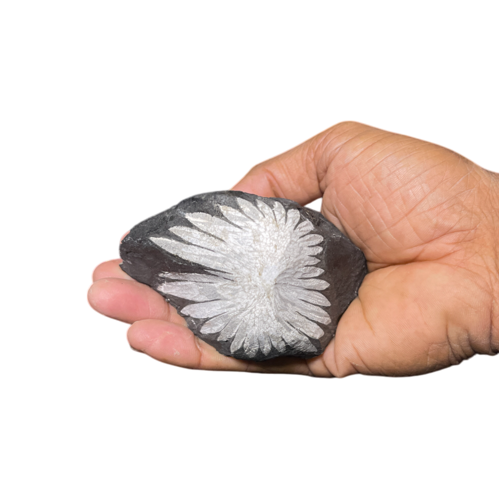 Chrysanthemum