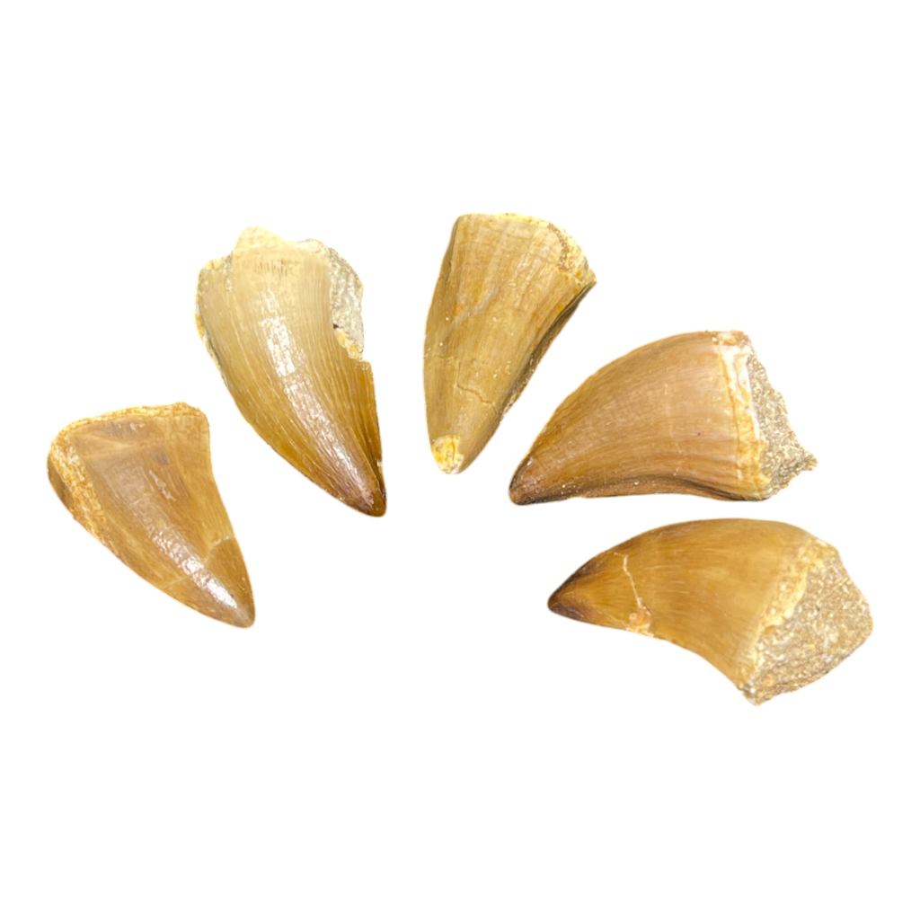 Mosasaur Tooth