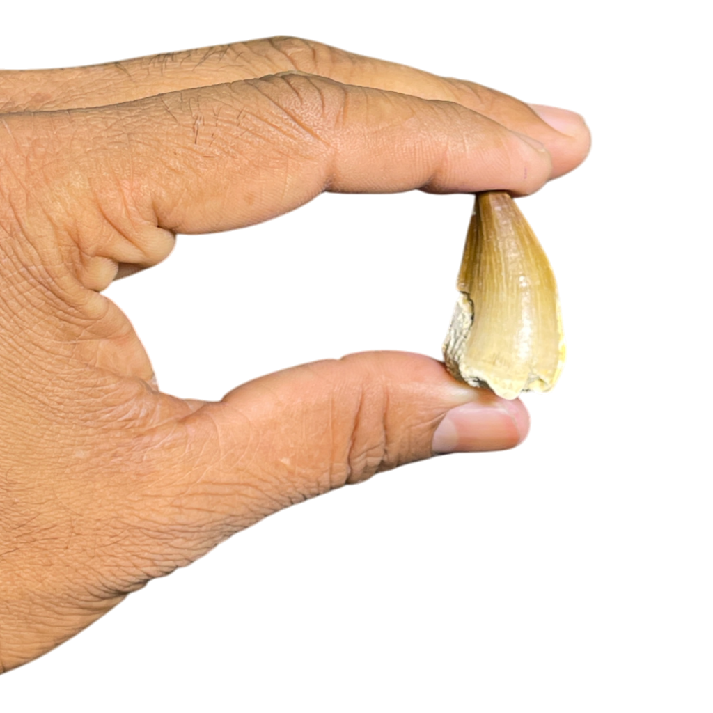 Mosasaur Tooth