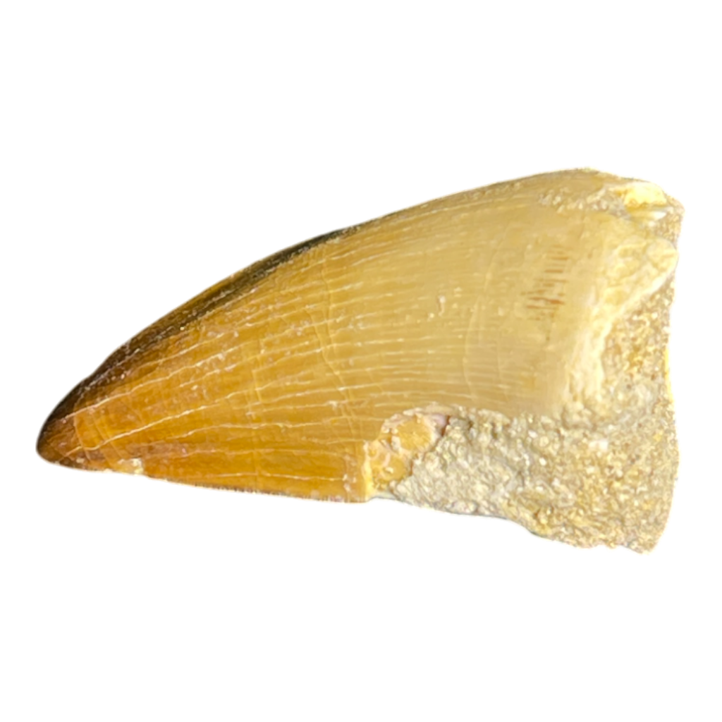 Mosasaur Tooth