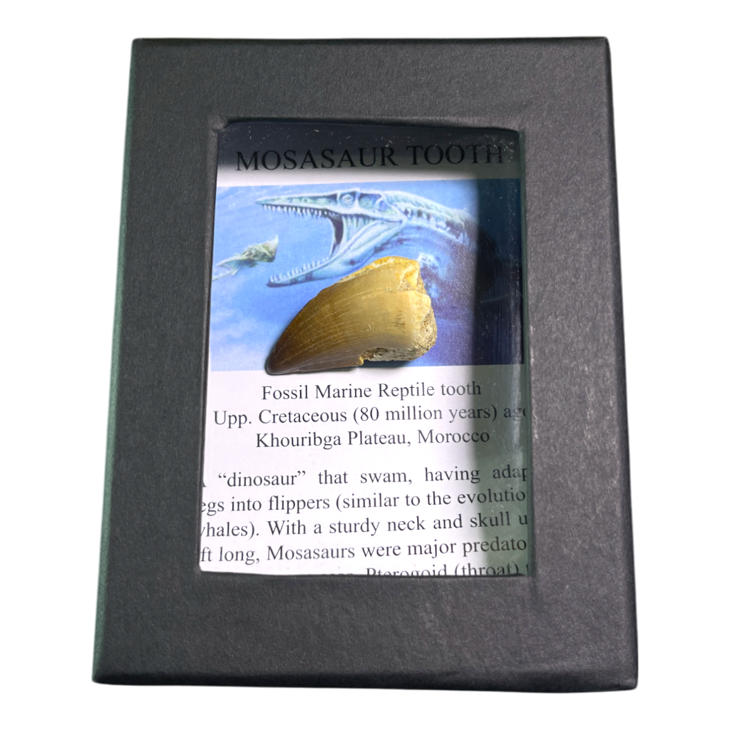 Mosasaur Tooth