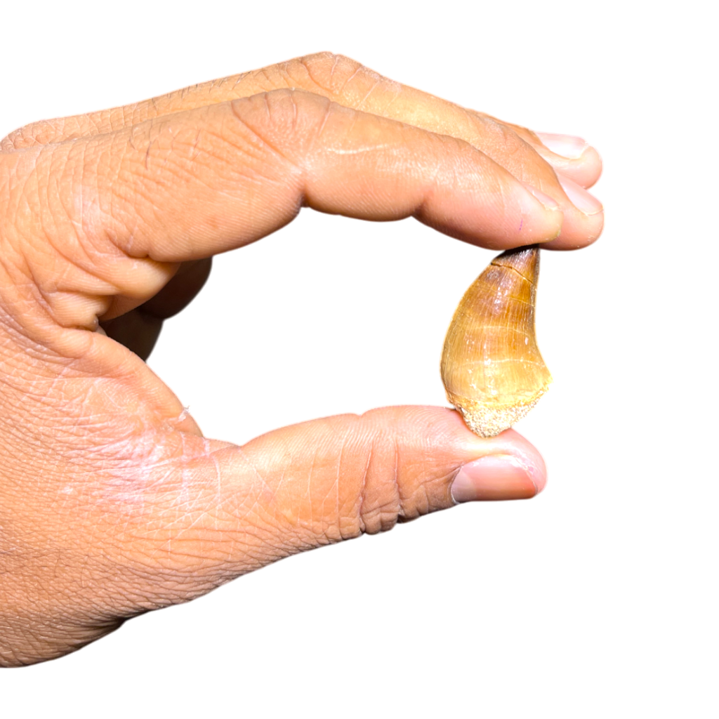 Mosasaur Tooth