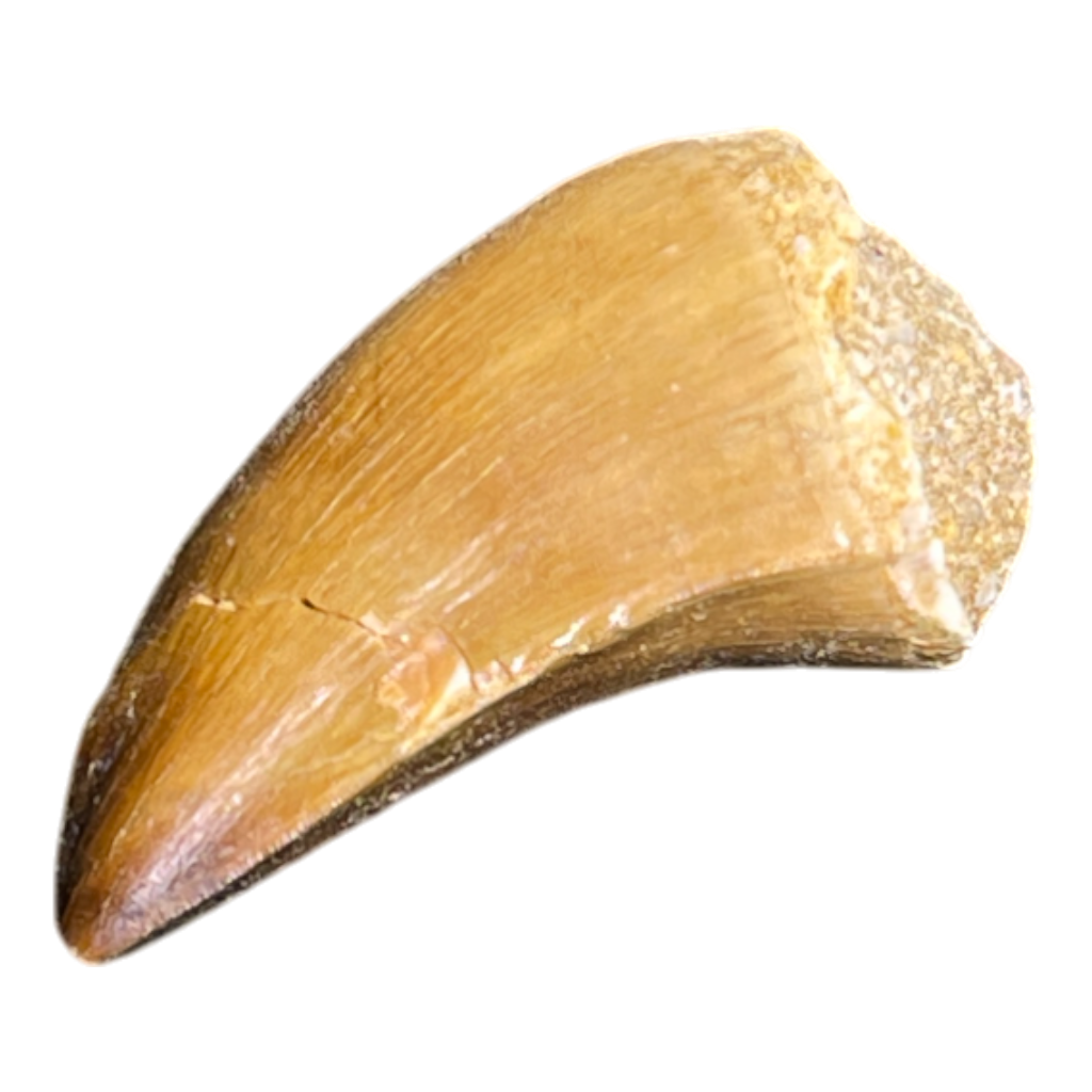 Mosasaur Tooth