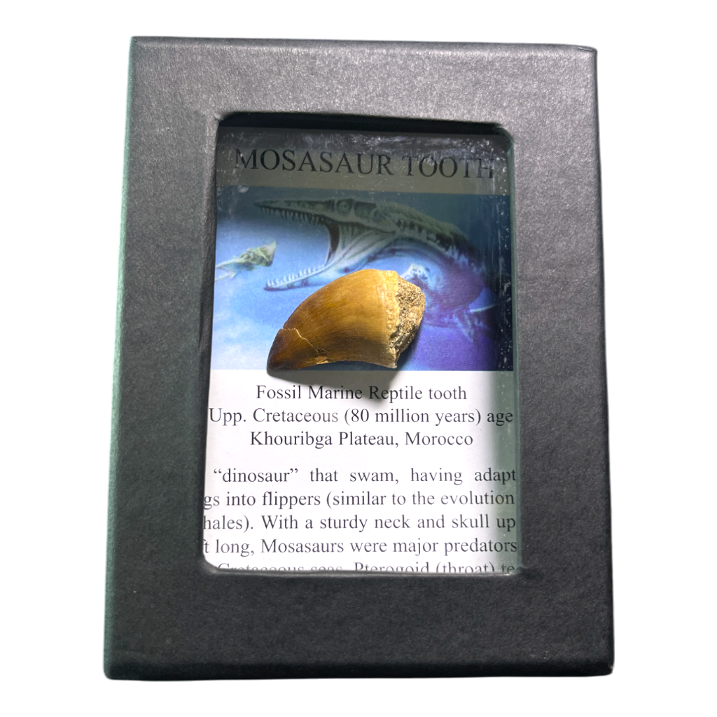 Mosasaur Tooth