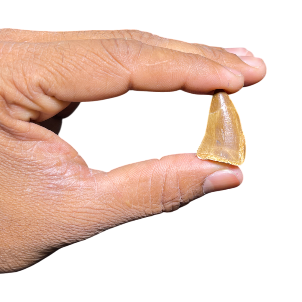 Mosasaur Tooth