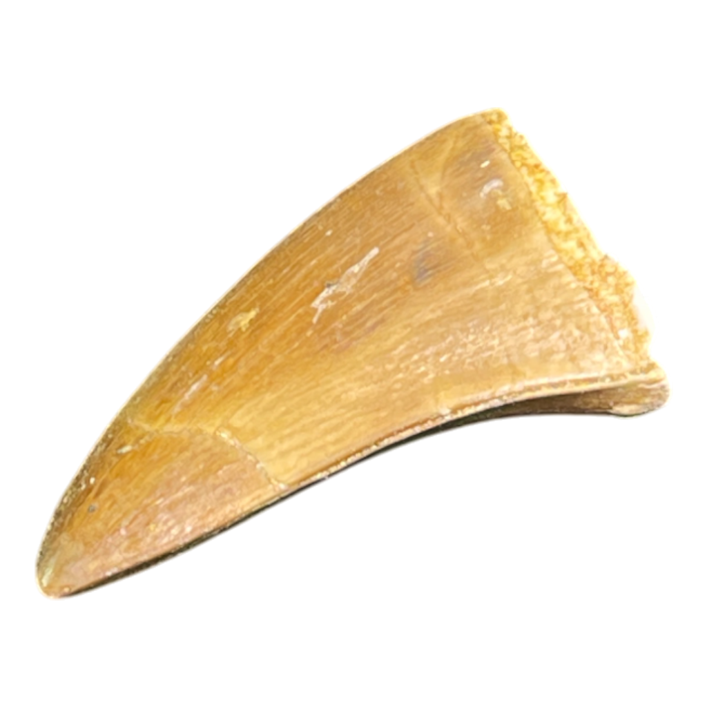 Mosasaur Tooth