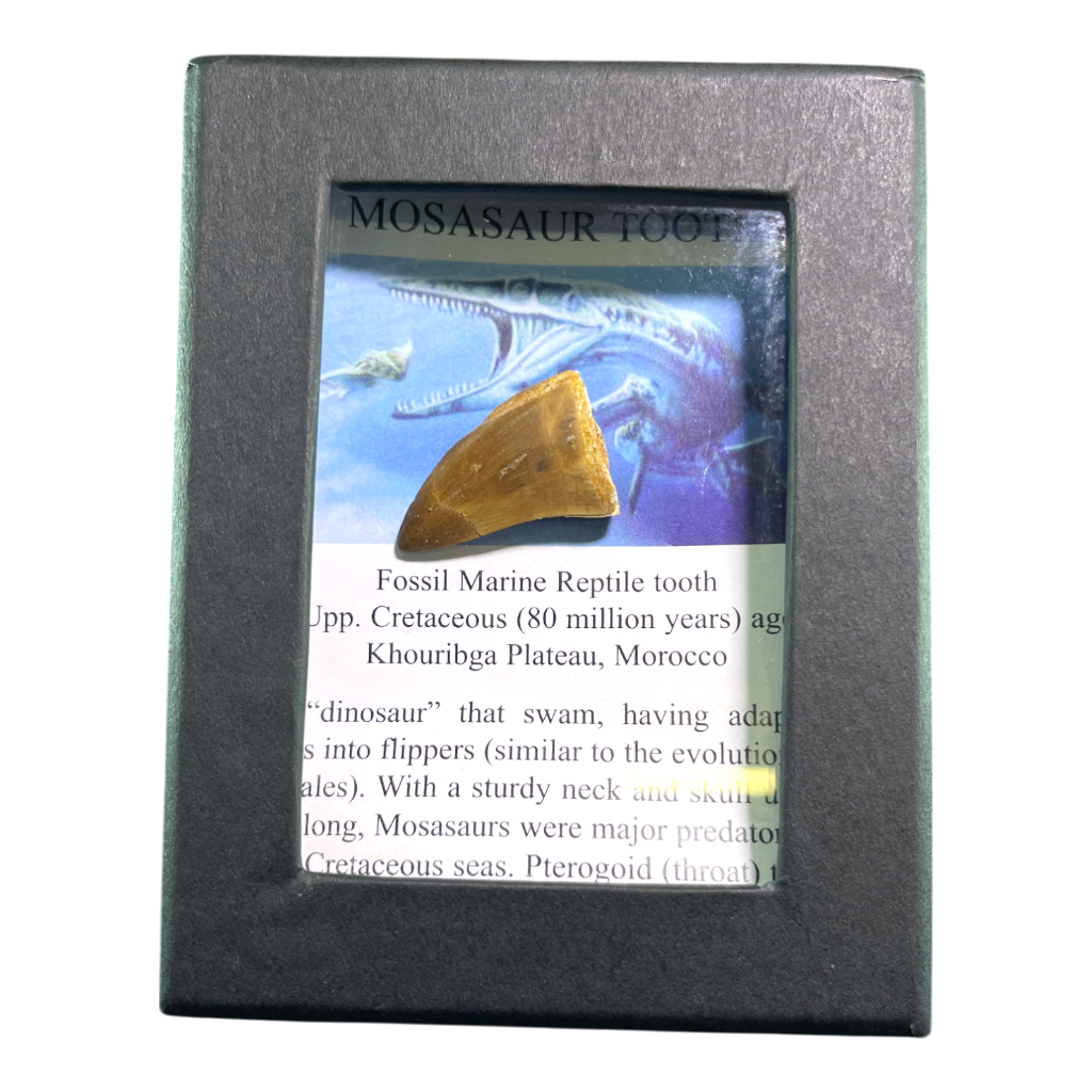 Mosasaur Tooth