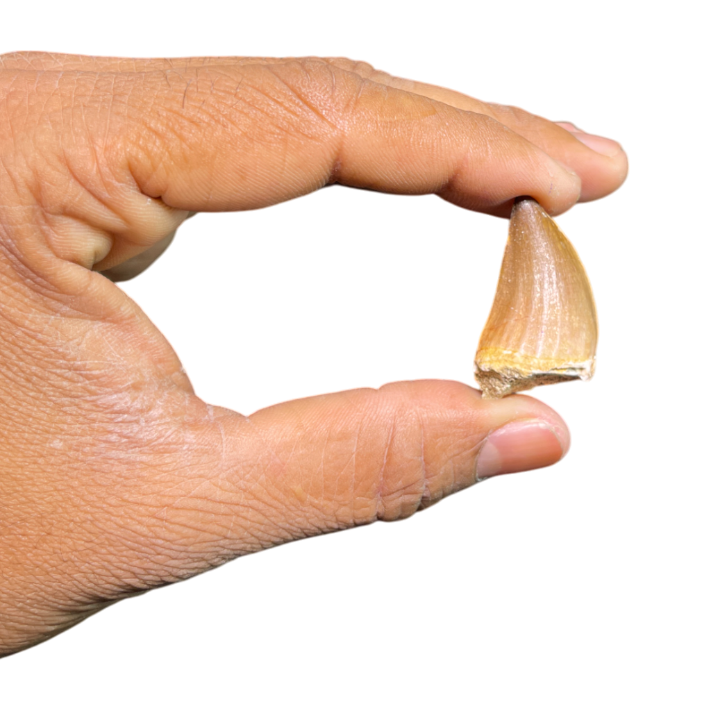 Mosasaur Tooth