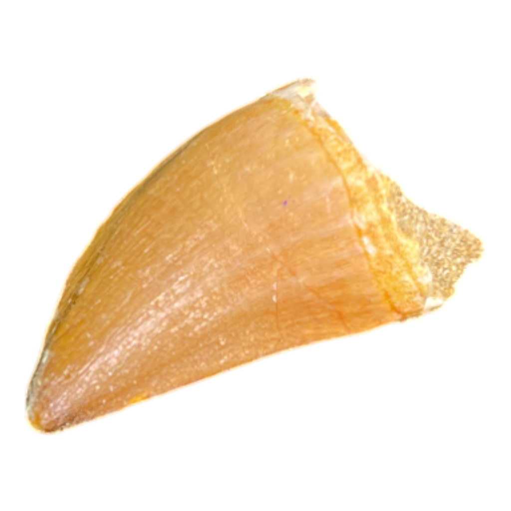Mosasaur Tooth