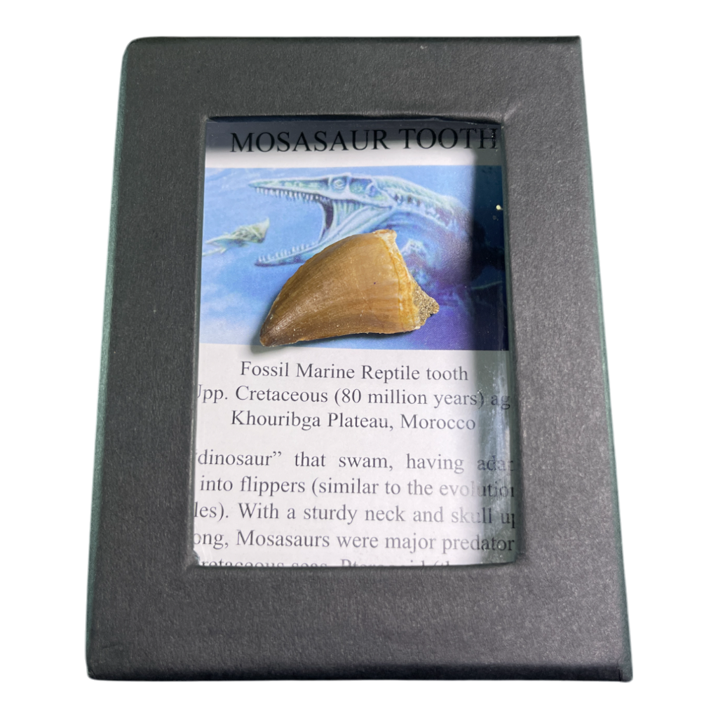 Mosasaur Tooth
