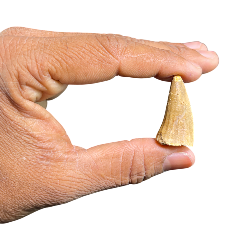 Mosasaur Tooth