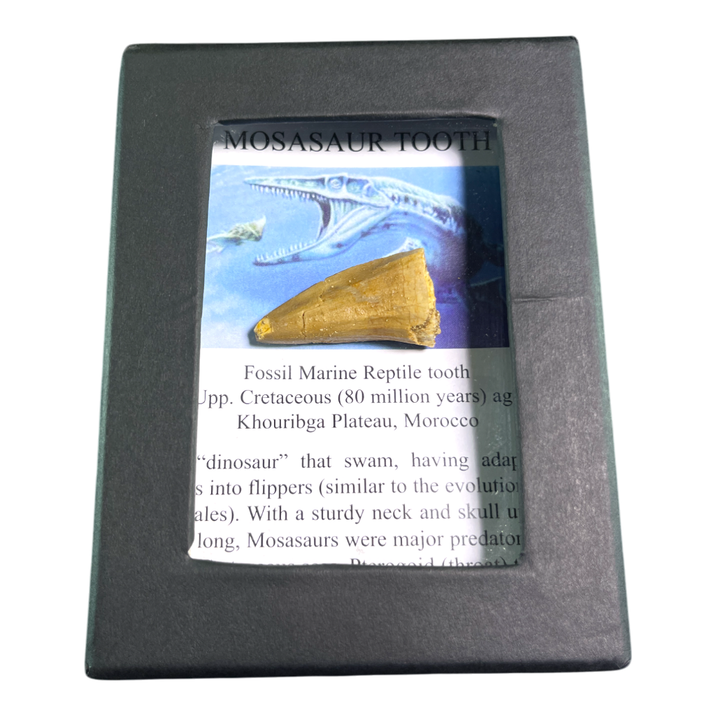 Mosasaur Tooth