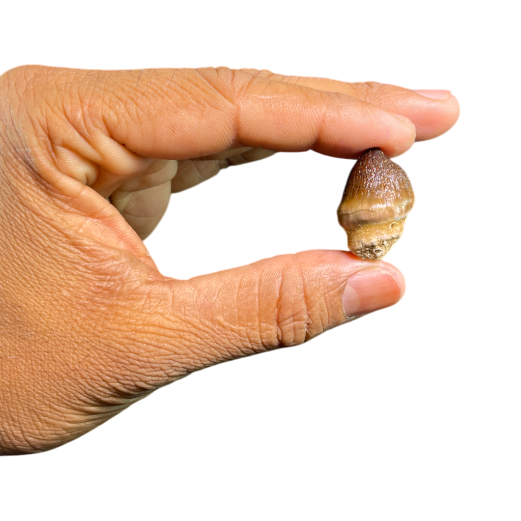Mosasaur Tooth