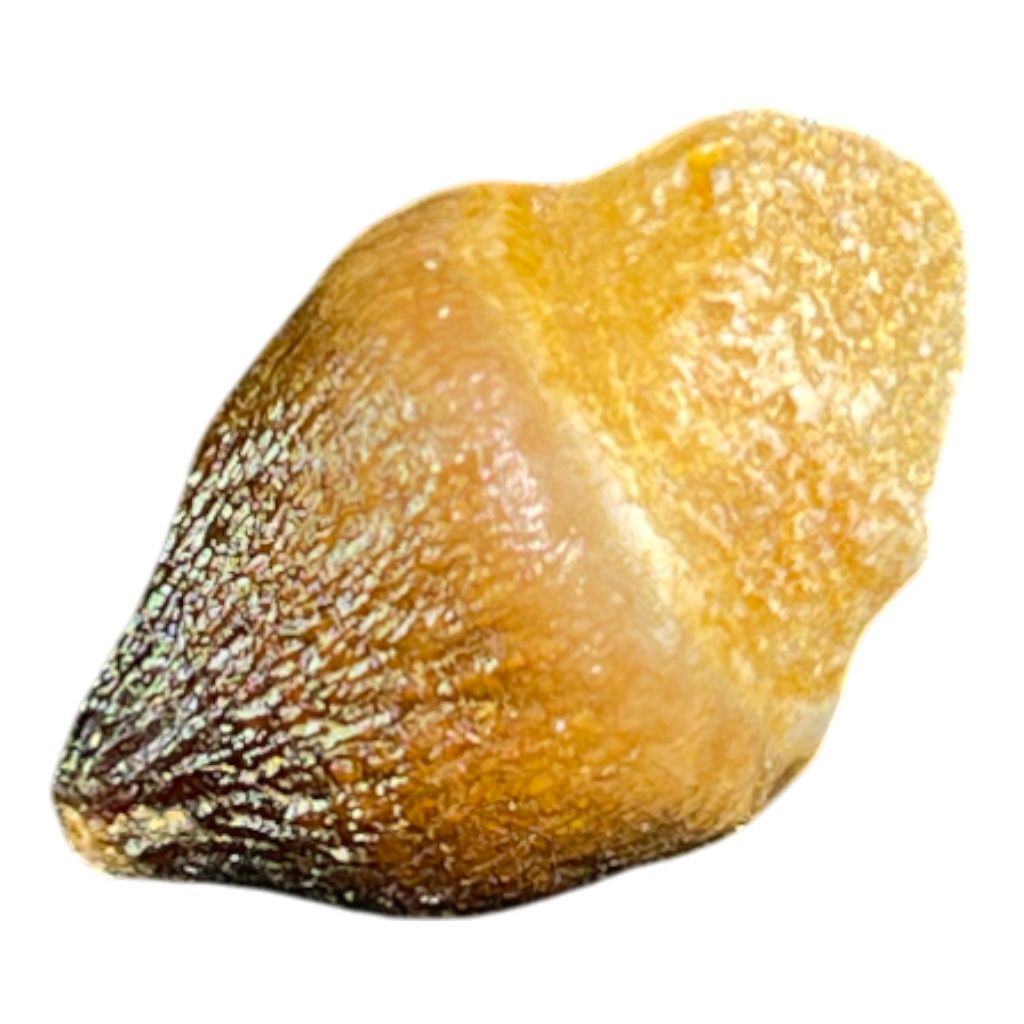 Mosasaur Tooth
