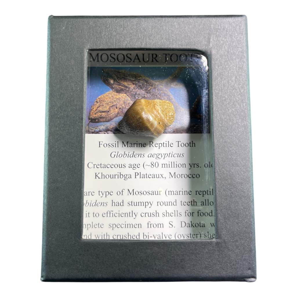 Mosasaur Tooth