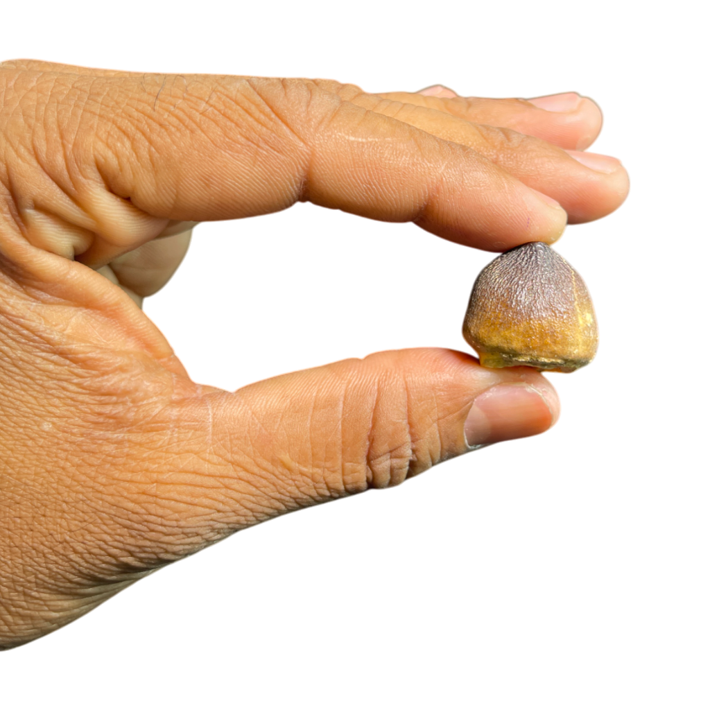 Mosasaur Tooth