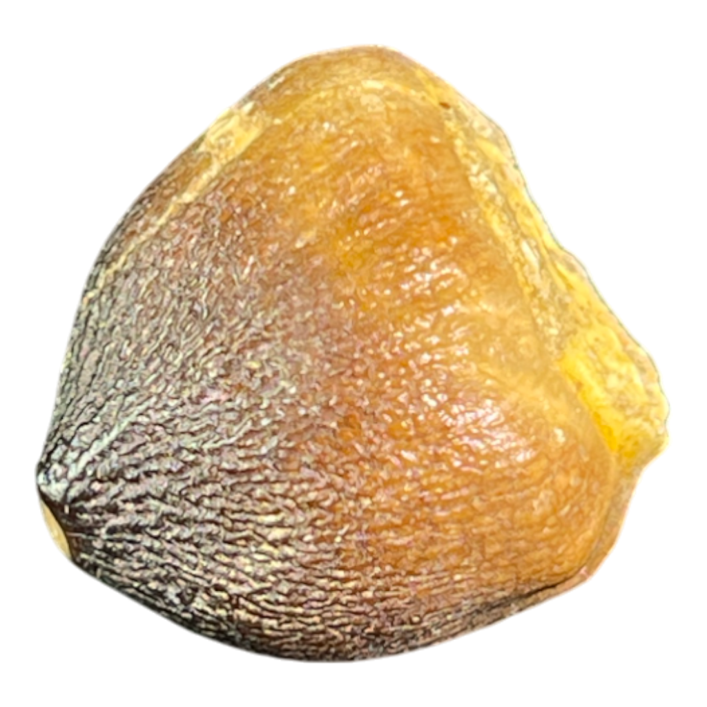 Mosasaur Tooth