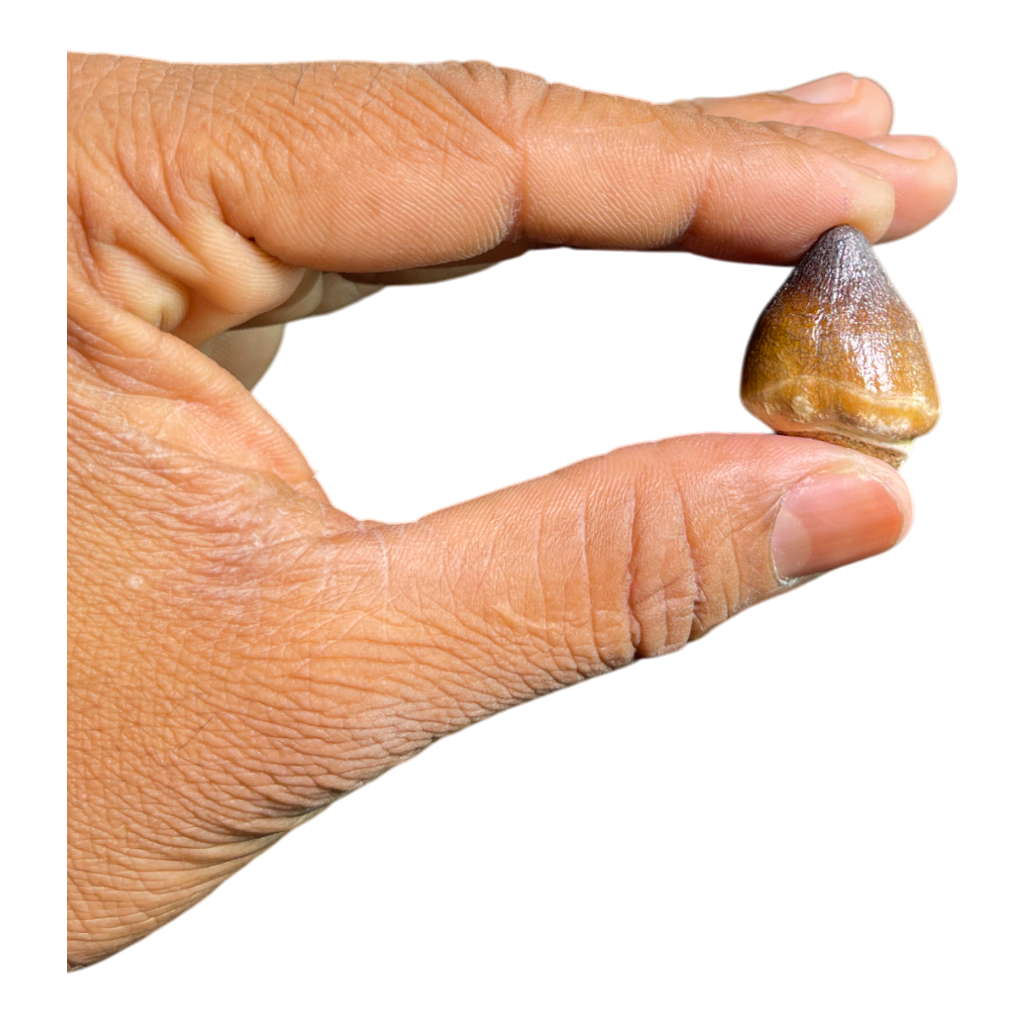 Mosasaur Tooth