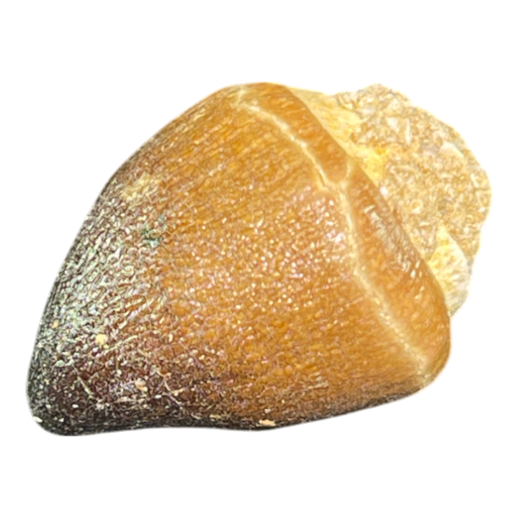 Mosasaur Tooth