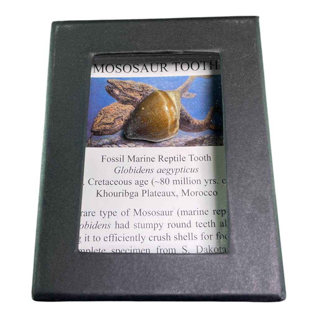 Mosasaur Tooth