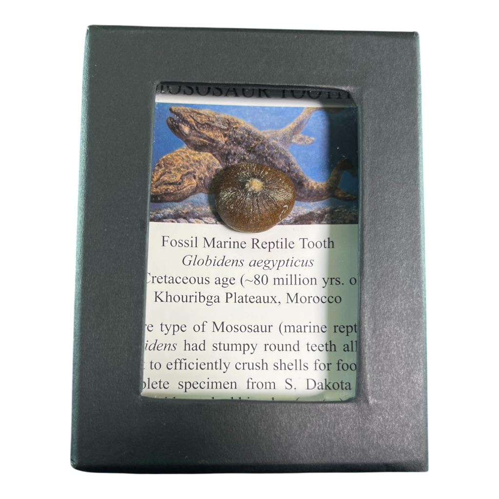 Mosasaur Tooth