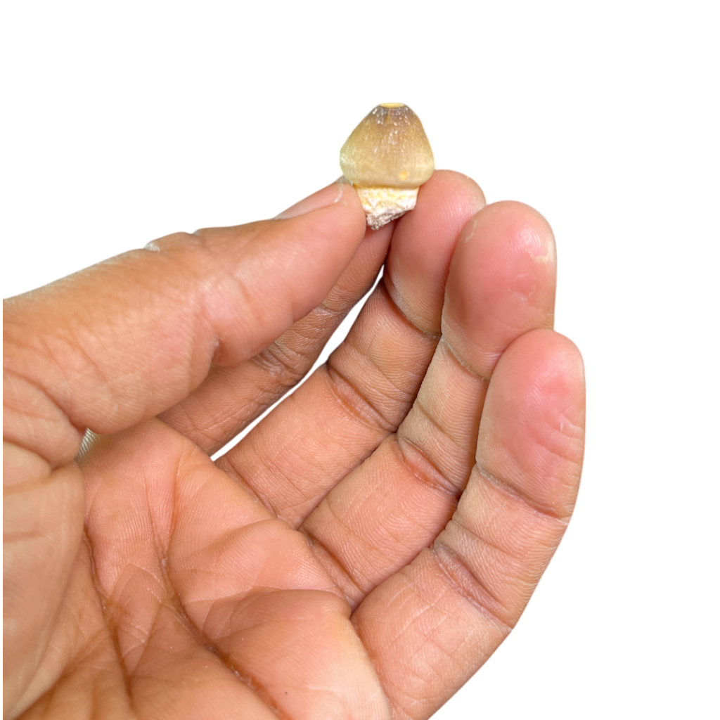 Mosasaur Tooth