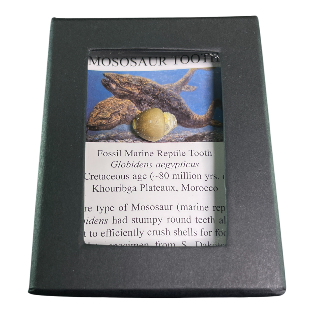 Mosasaur Tooth