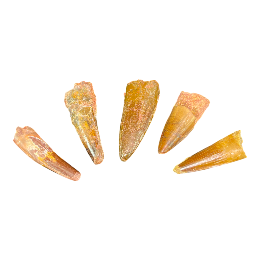 Dinosaur Tooth