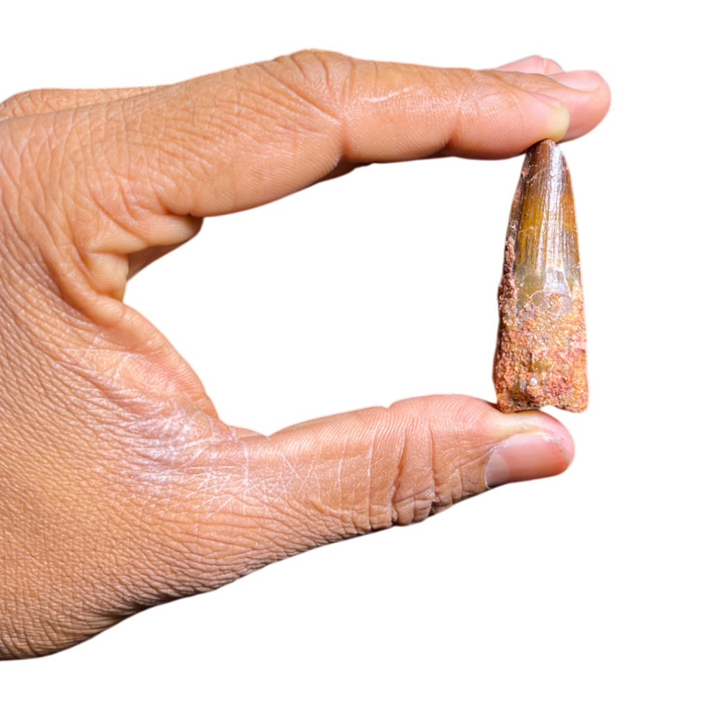 Dinosaur Tooth