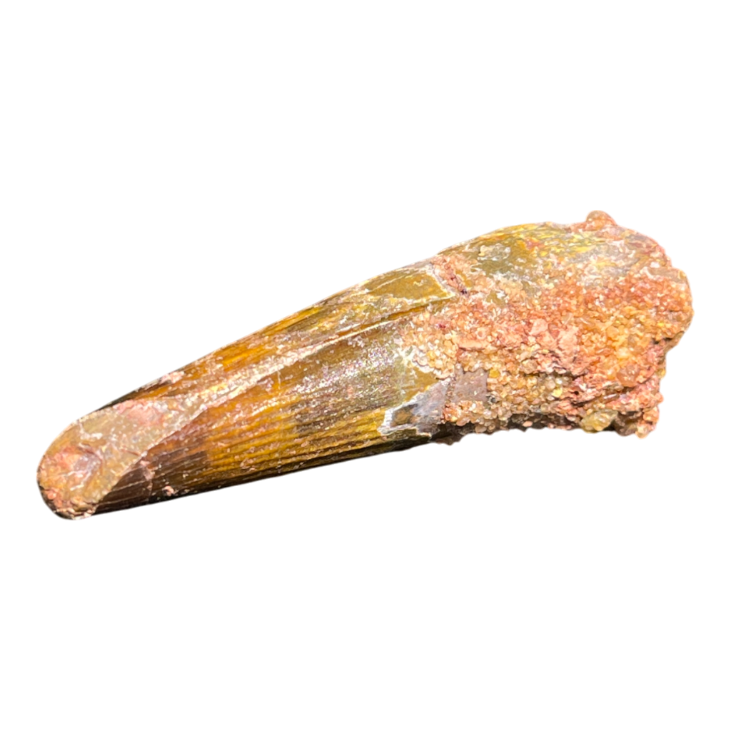 Dinosaur Tooth