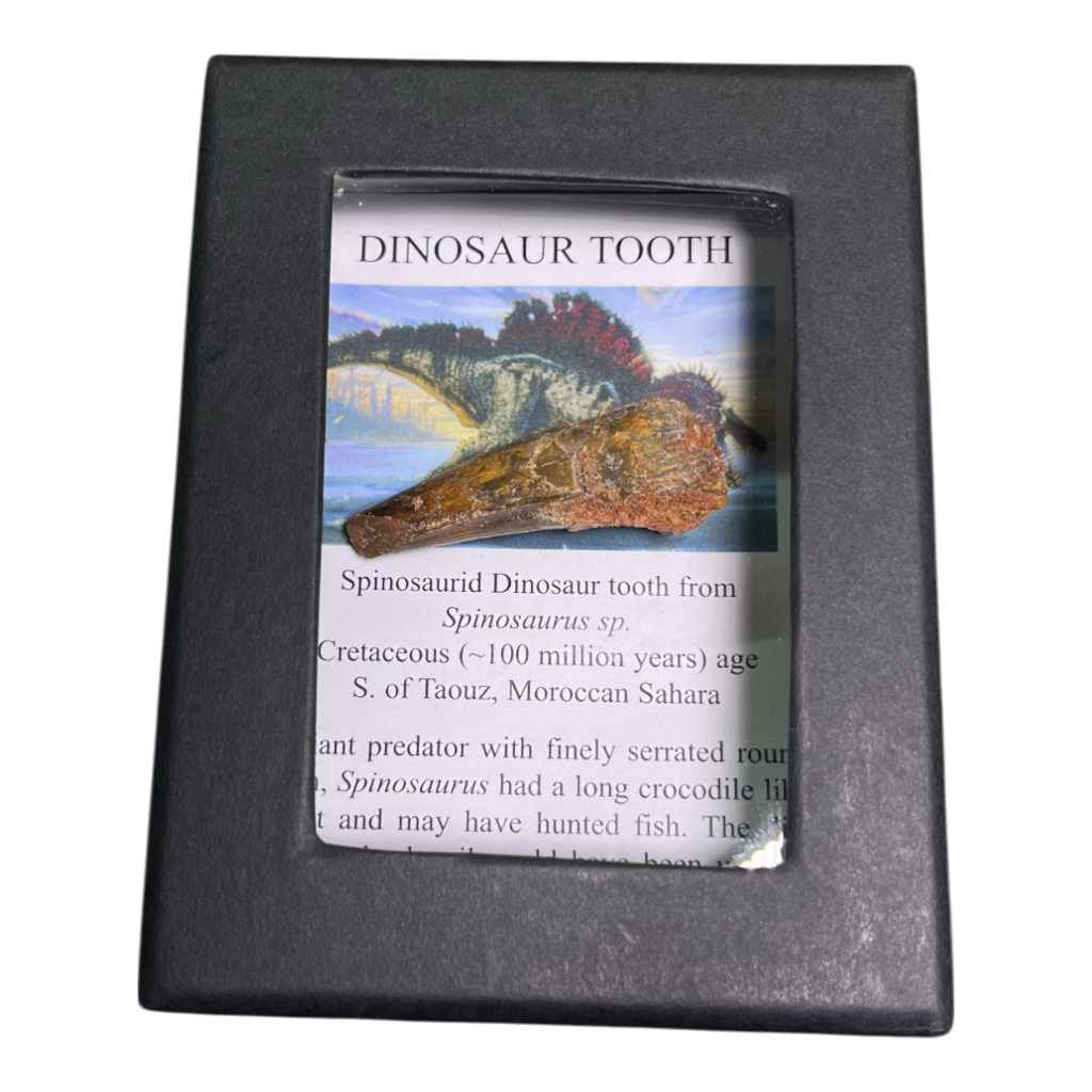 Dinosaur Tooth