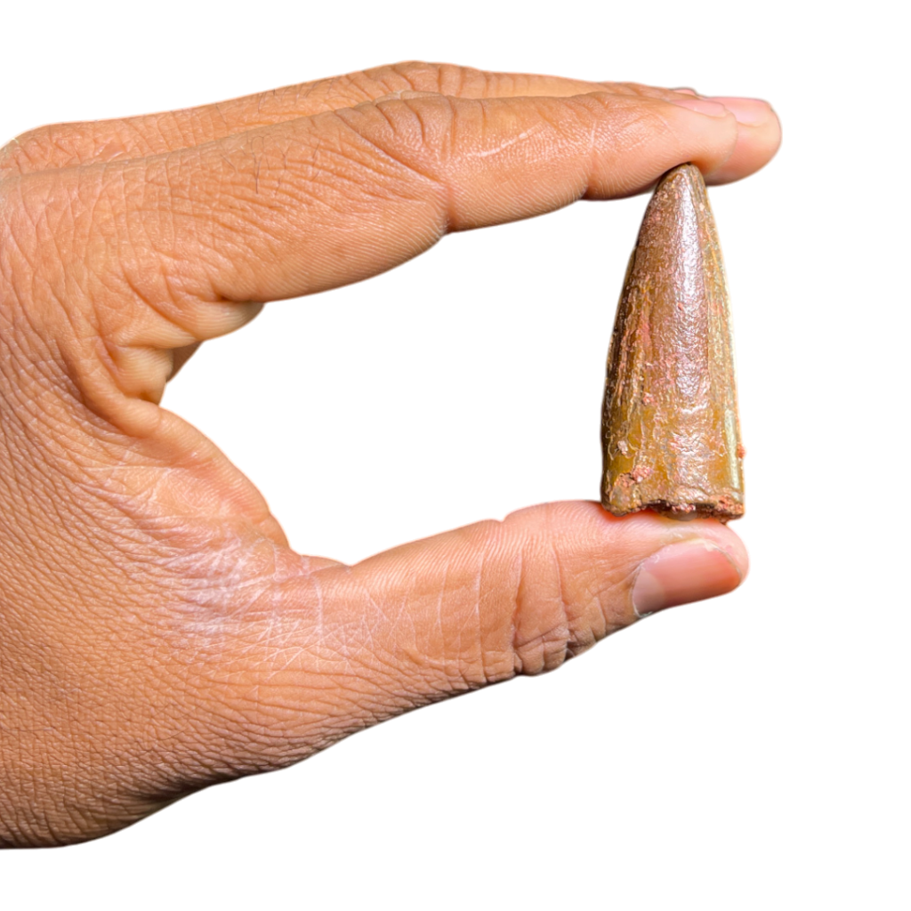 Dinosaur Tooth