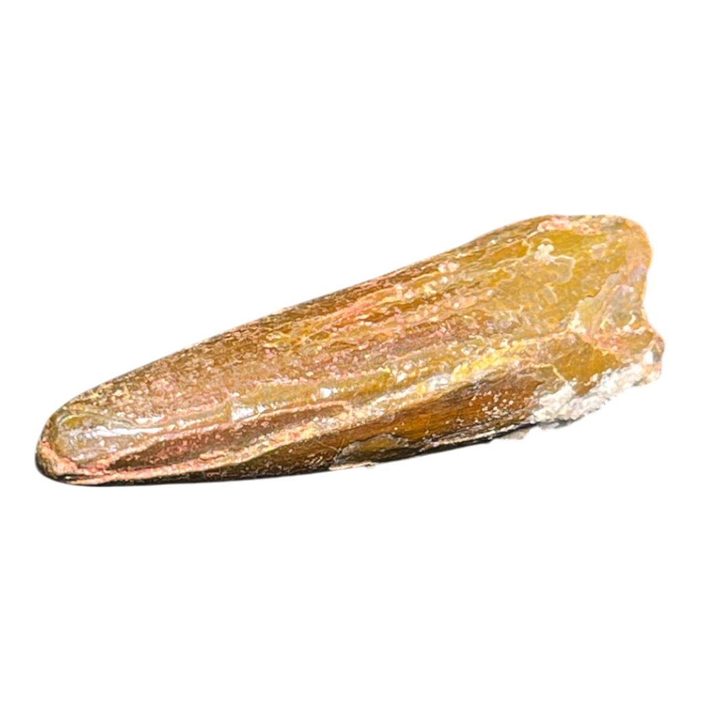 Dinosaur Tooth