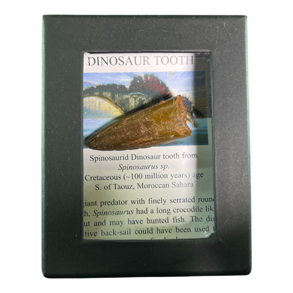 Dinosaur Tooth