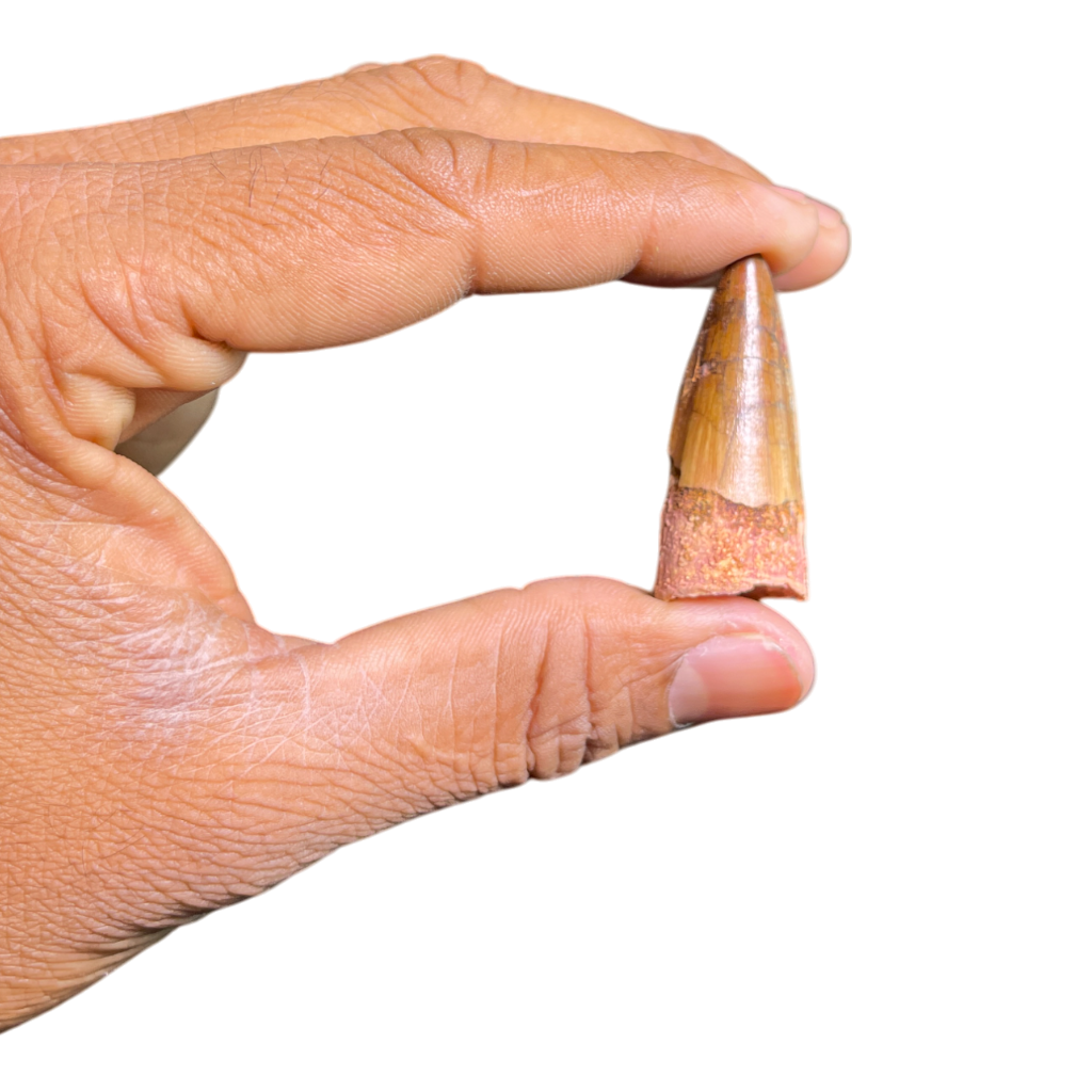 Dinosaur Tooth