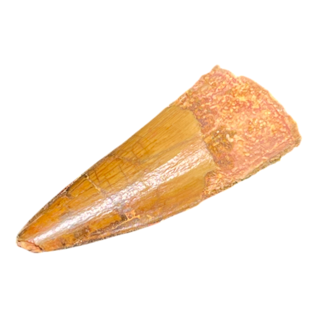 Dinosaur Tooth