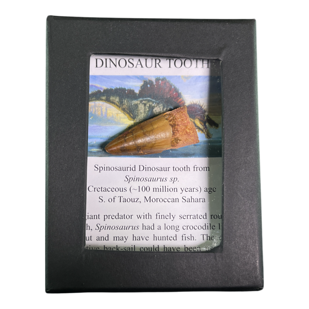 Dinosaur Tooth