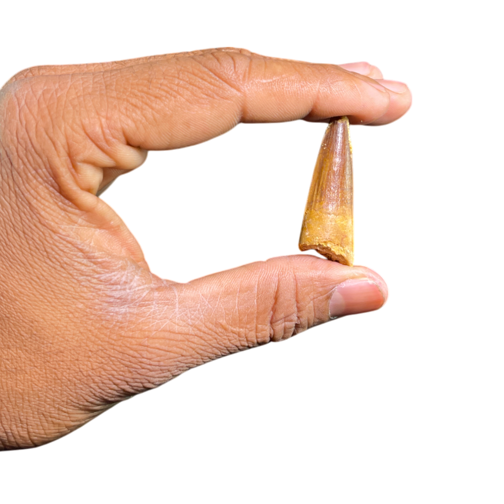 Dinosaur Tooth