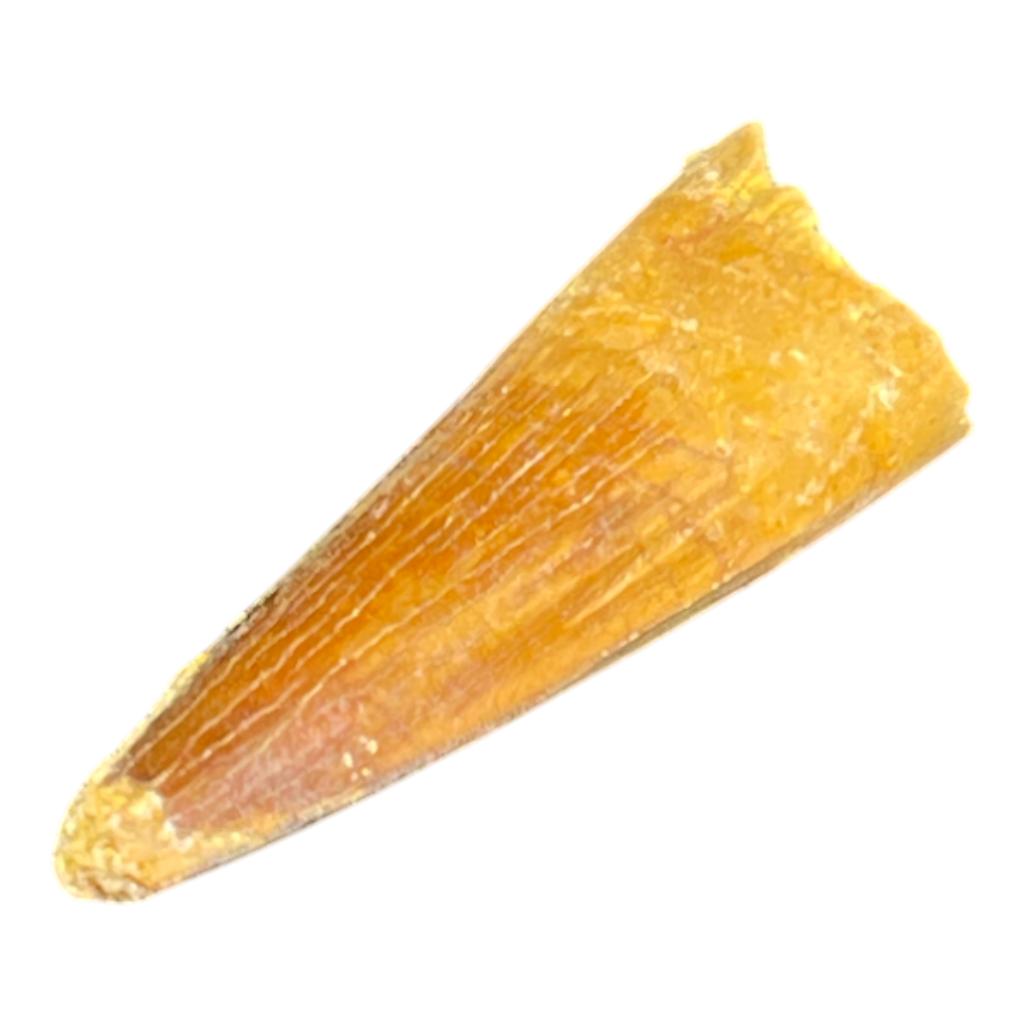 Dinosaur Tooth