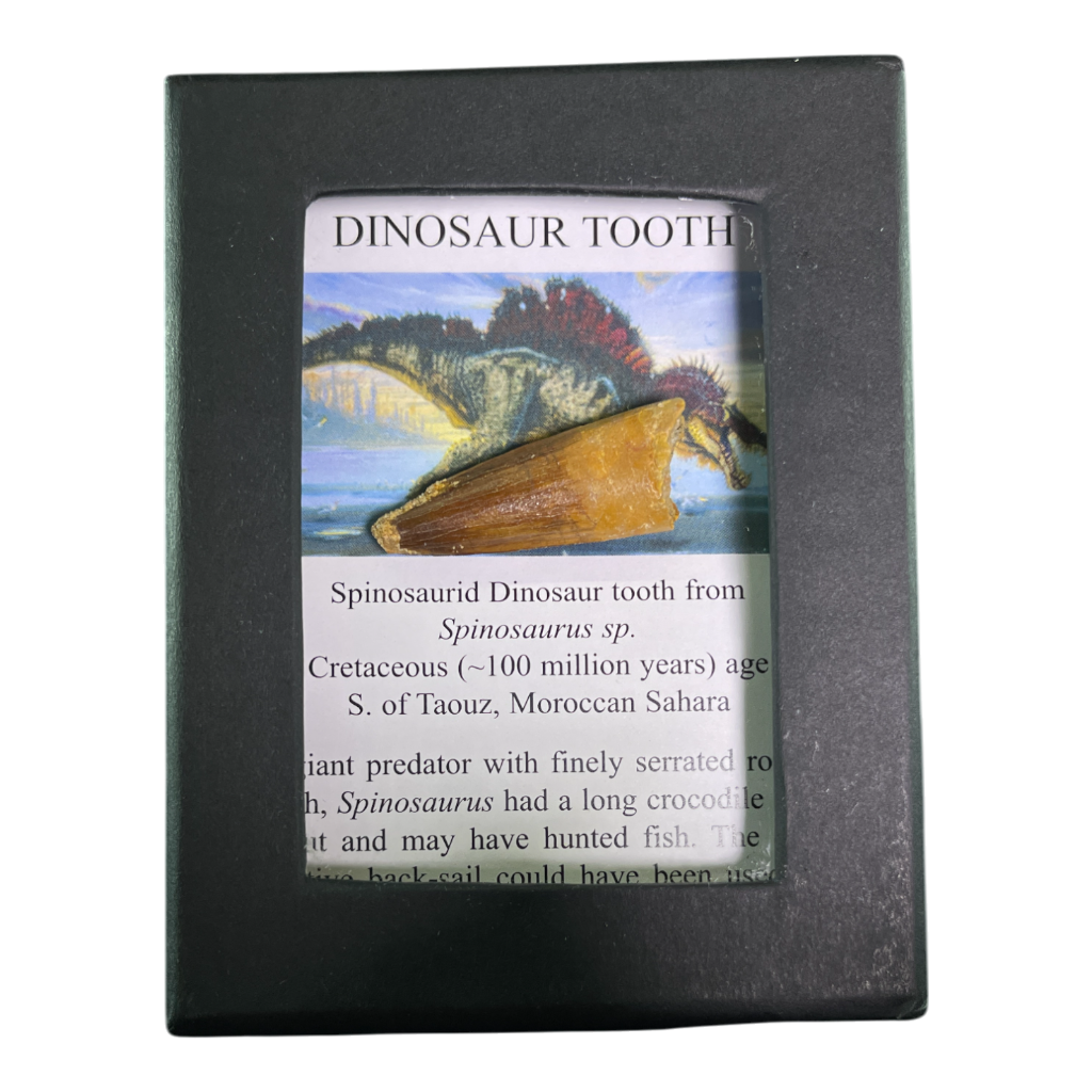 Dinosaur Tooth