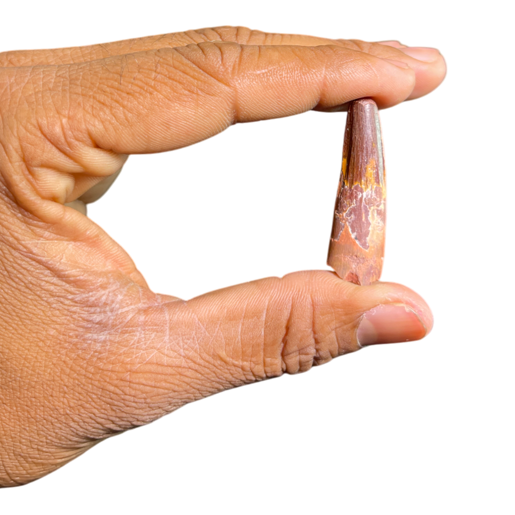 Dinosaur Tooth