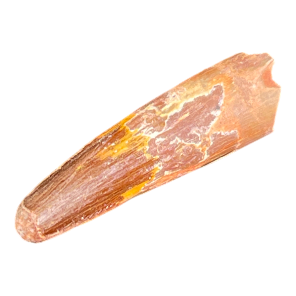 Dinosaur Tooth