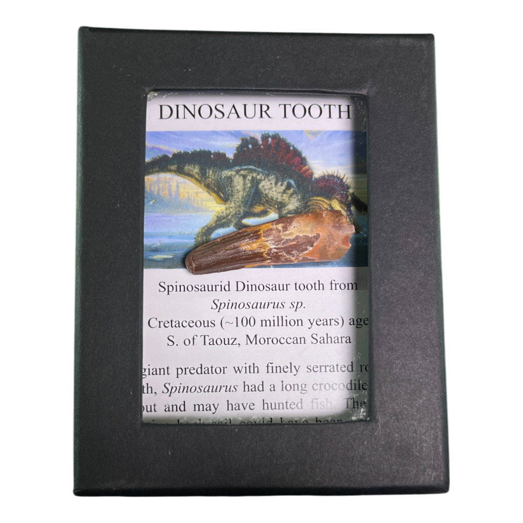 Dinosaur Tooth