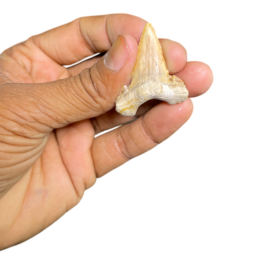 Shark Tooth Fossil