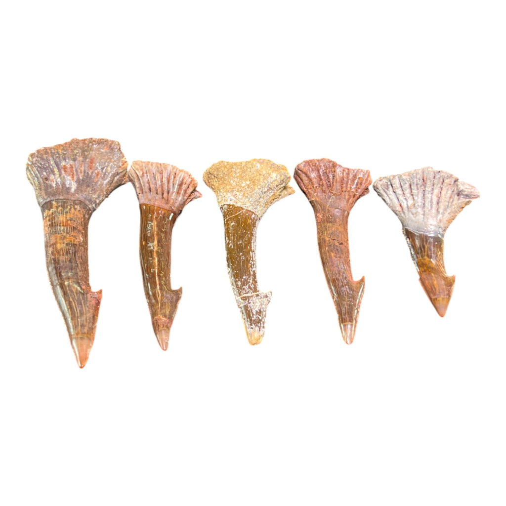 Sawfish Barb Fossil