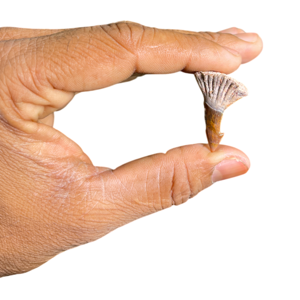 Sawfish Barb Fossil