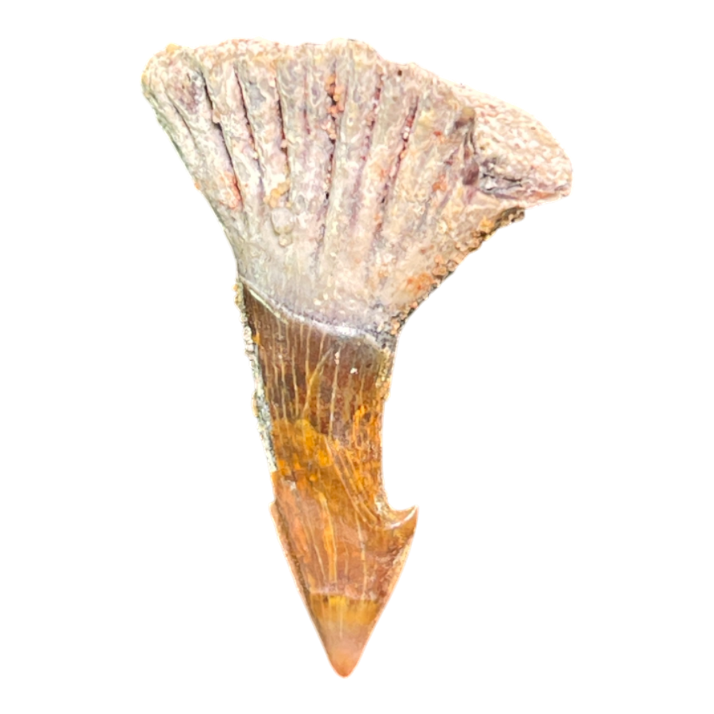 Sawfish Barb Fossil