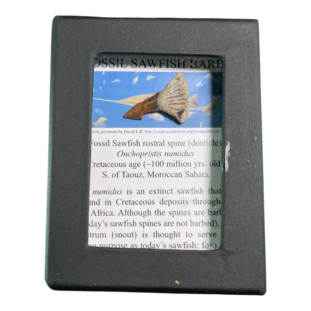 Sawfish Barb Fossil