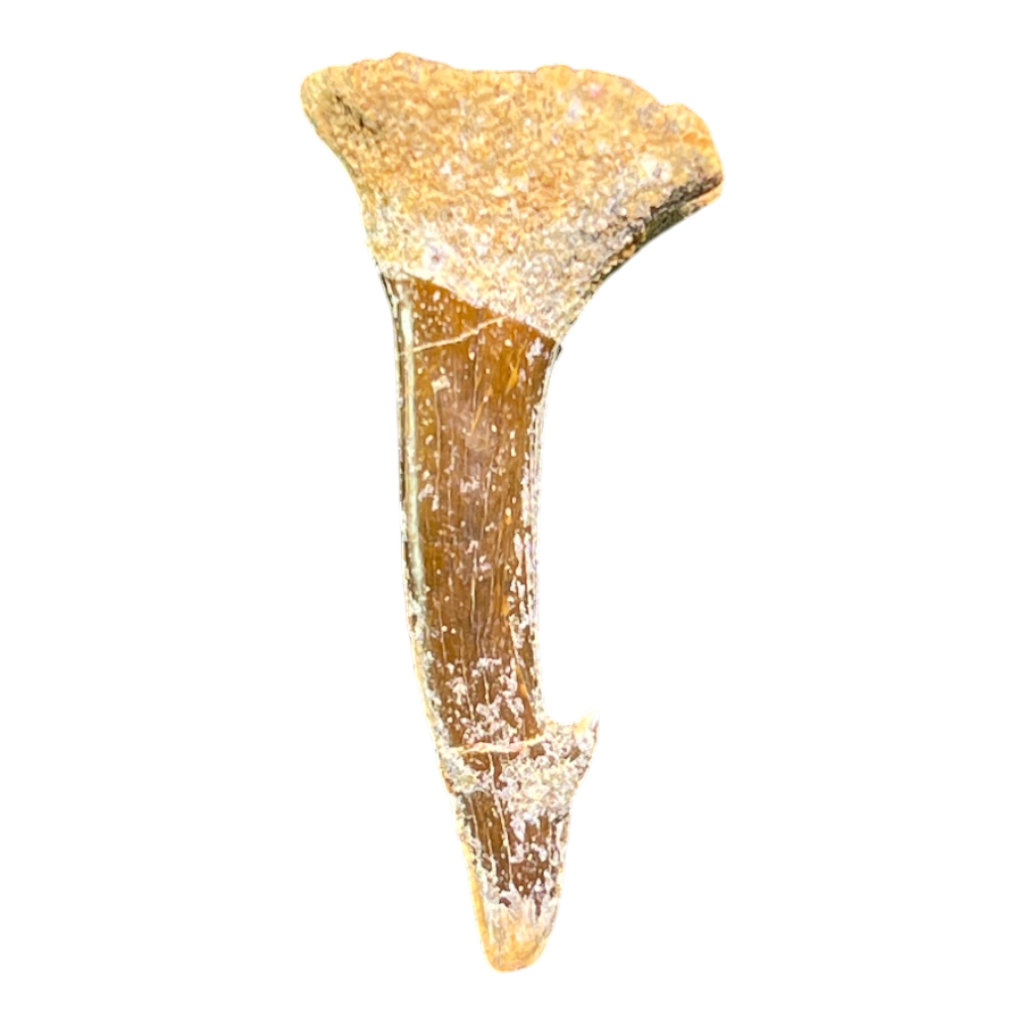 Sawfish Barb Fossil